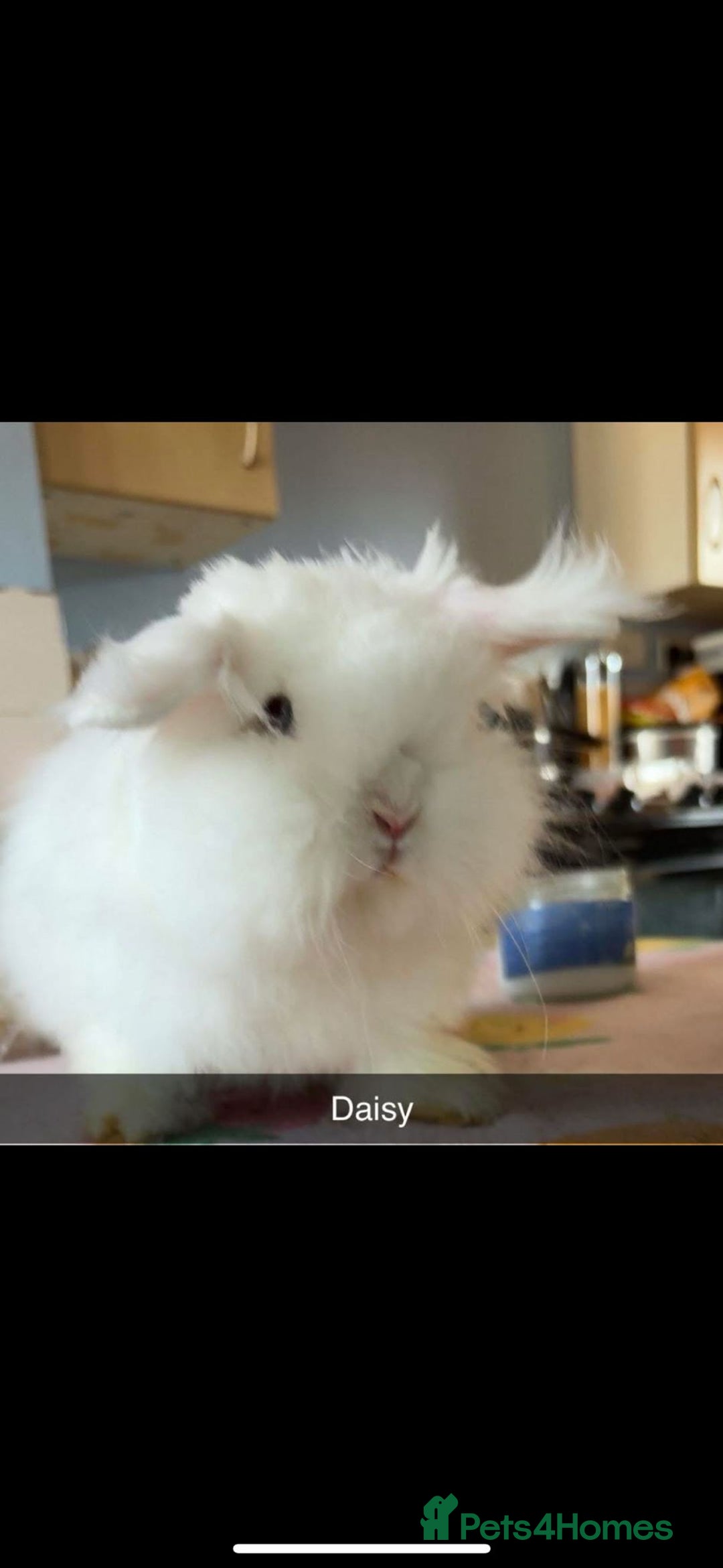 Mixed Breed rabbits for sale: Rescue Bunnies for Adoption  - Image 11