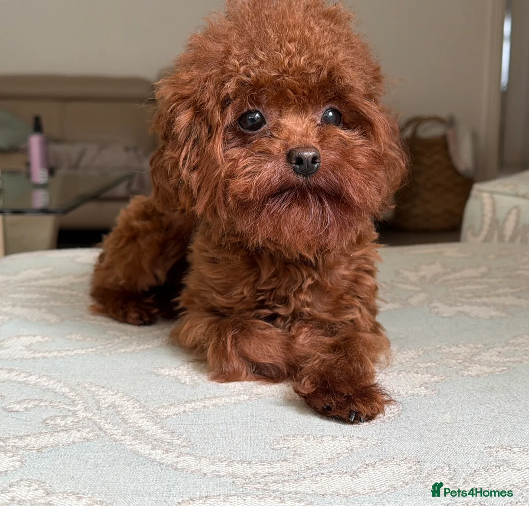 Toy Poodle dogs for stud: Asian toy poodle Stud - Advert 1