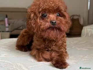 Toy Poodle dogs Asian toy poodle Stud - Advert 10