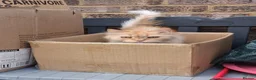 Mixed Breed cats for adoption: Cuddly Georgette would love a home of her own - Advert 5