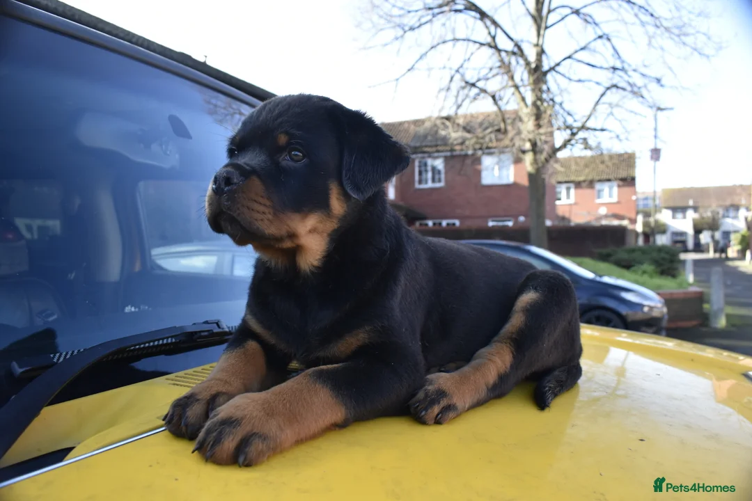 Rottweiler dogs for sale: Champion Line Rottweiler Pups for loving homes - Advert 1