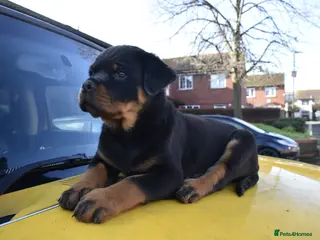 Rottweiler dogs Champion Line Rottweiler Pups for loving homes - Advert 1