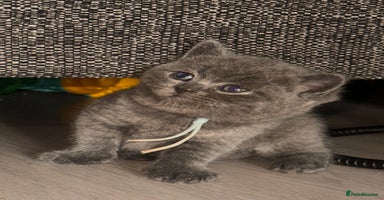 British Shorthair cats - Advert 5