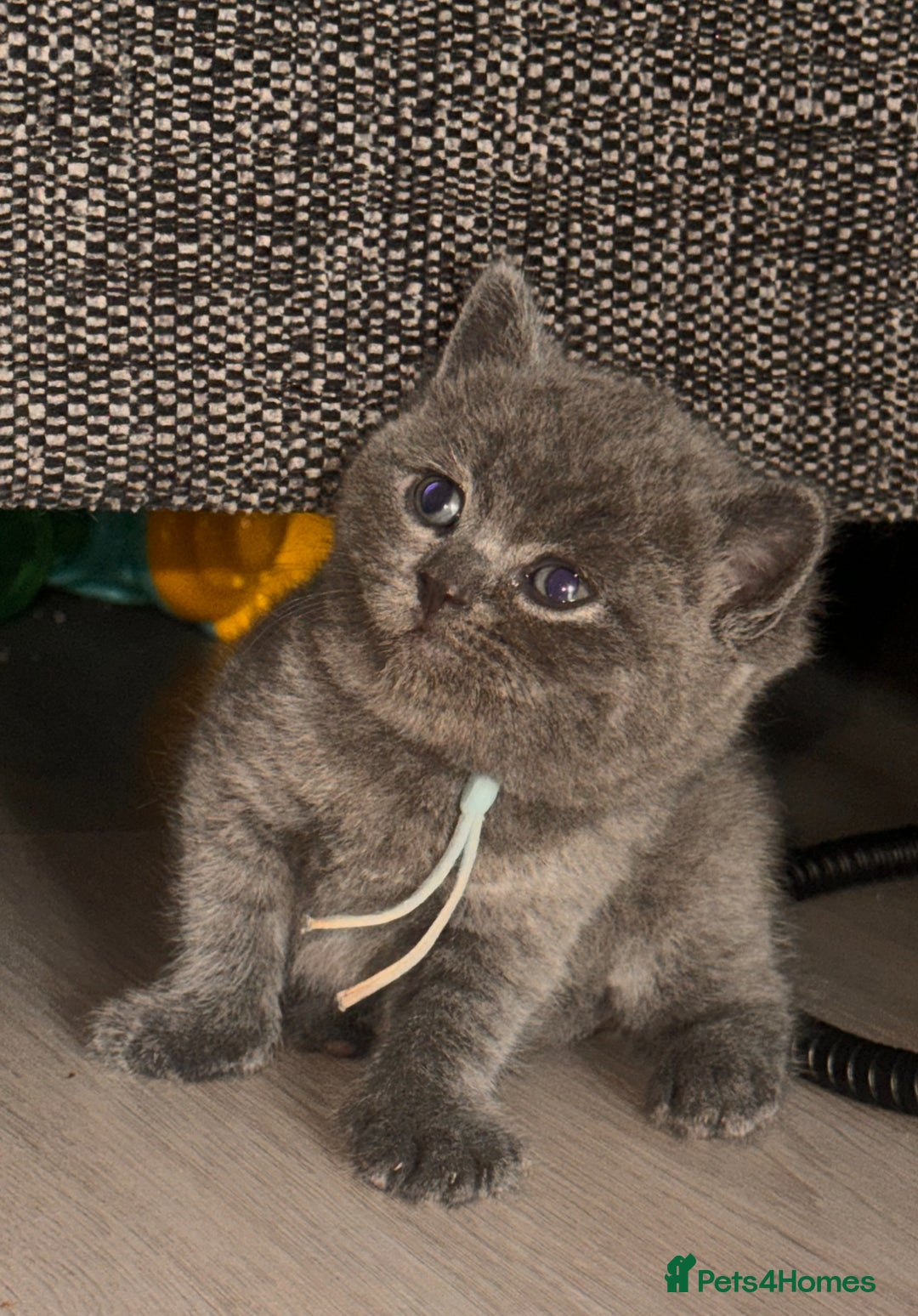 British Shorthair cats for sale: Chunky, fluffy British Shorthairs kittens🐾✨ - Image 2