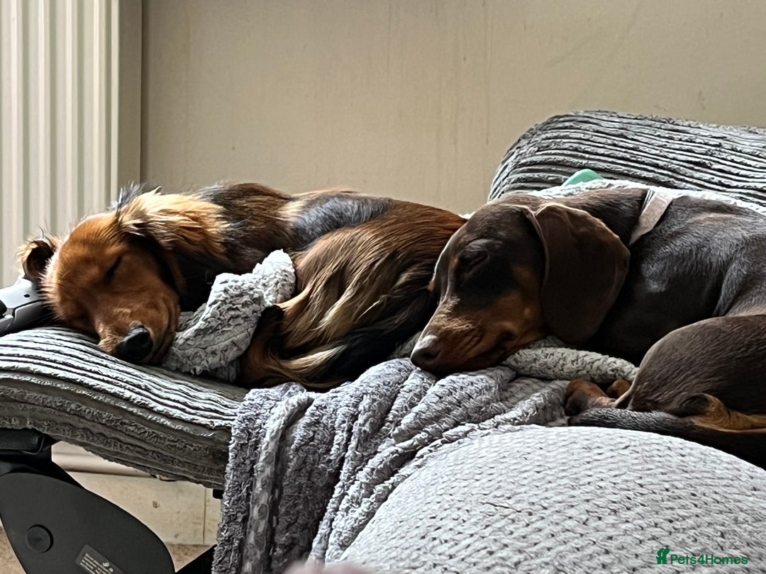 Miniature Dachshund dogs for sale: 4 beautiful miniature dachshunds  - Advert 3