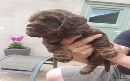 Cocker Spaniel dogs for sale: Working Cocker Spaniels  - Image 10