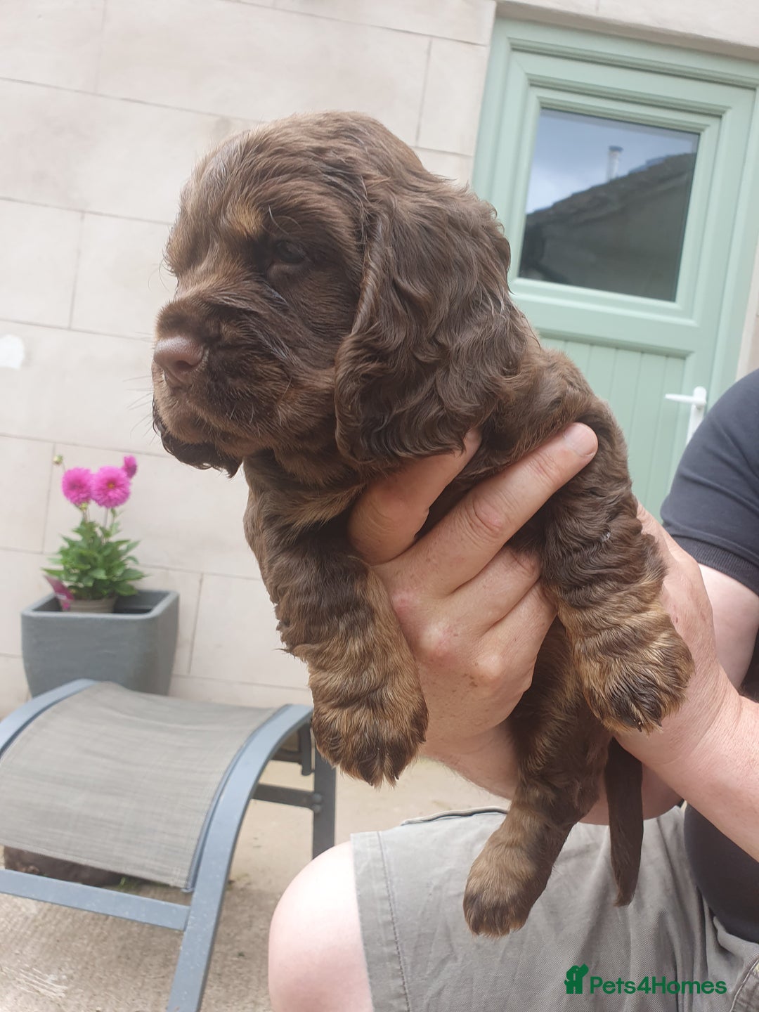 Cocker Spaniel dogs for sale: Working Cocker Spaniels  - Image 10