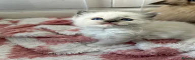 Ragdoll Kitten 1