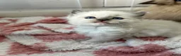 Ragdoll cats for sale: Stunning Ragdoll kittens  - Advert 5