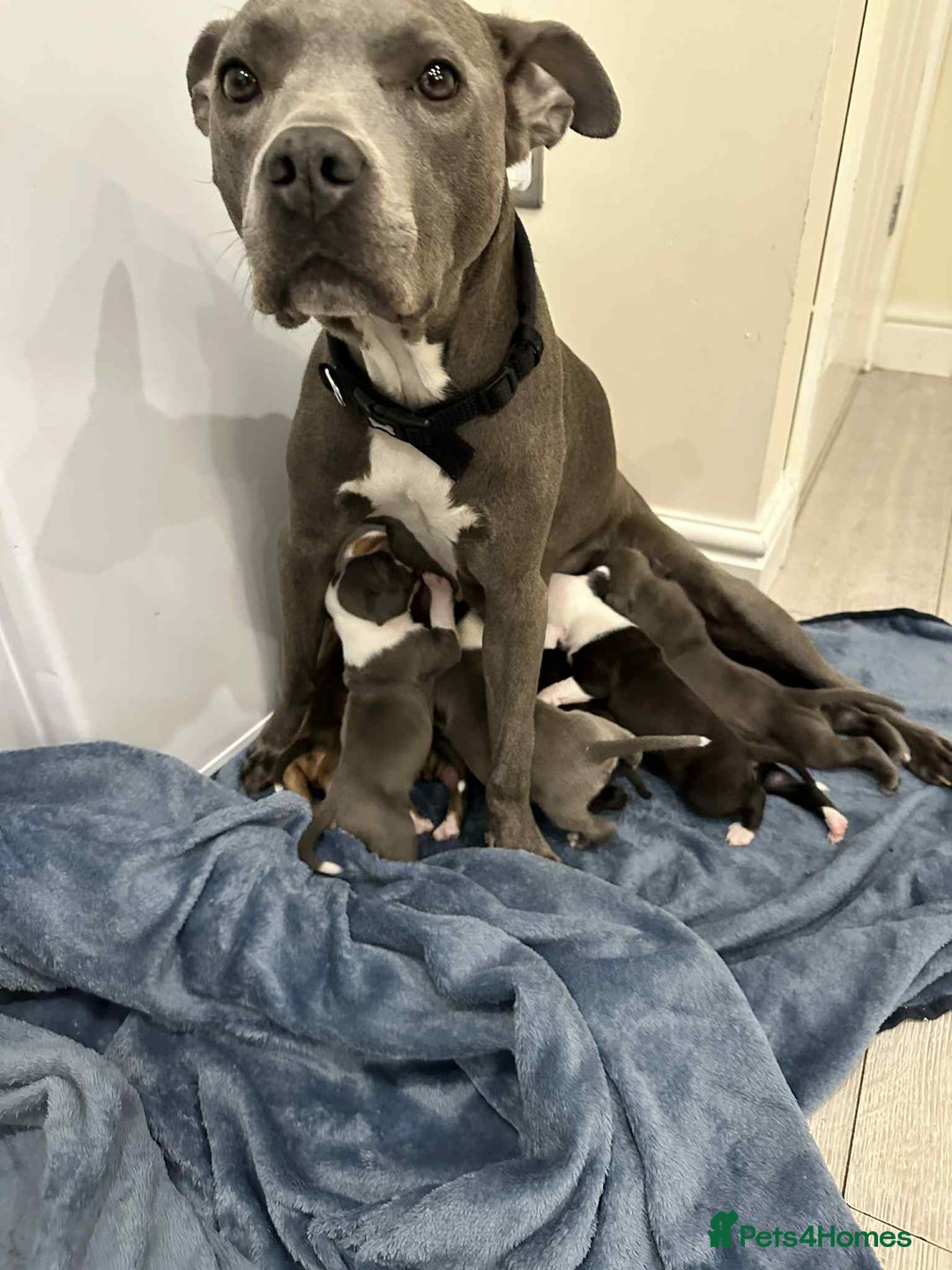 American Bull Staffy dogs for sale: For sale - Image 12
