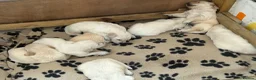 Golden Retriever dogs for sale: Golden Retrievers - Gwynedd  in Bangor - Advert 6