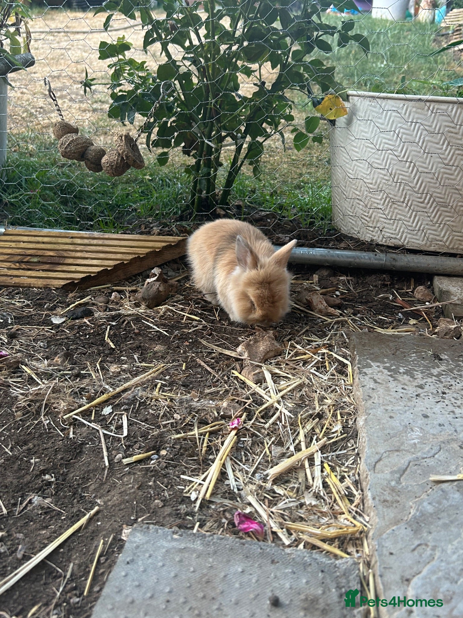 Mixed Breed rabbits Mini lionhead cross Norwegian dwarf rabbits - Advert 20