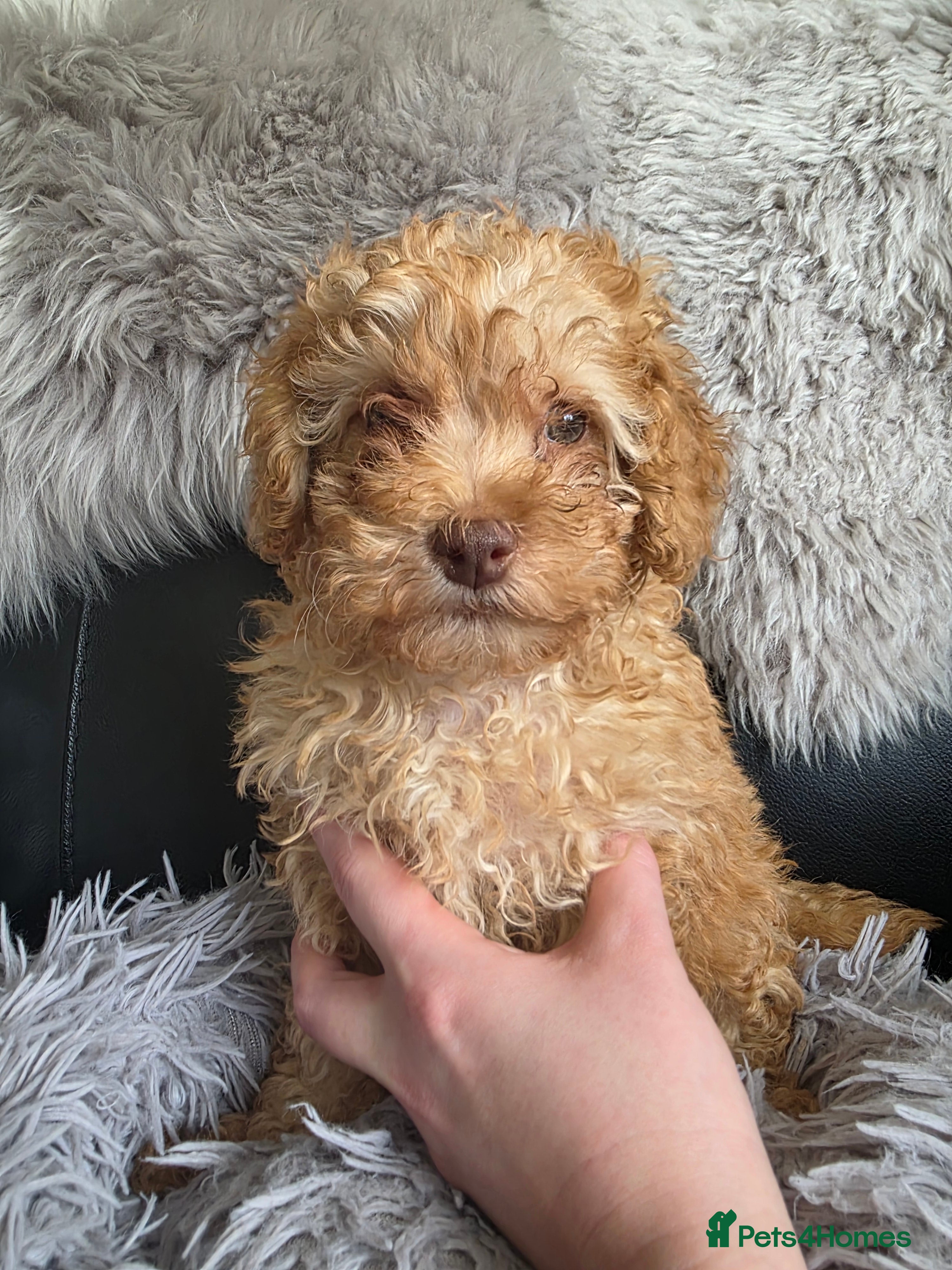 Cockapoo dogs Cream/red Cockapoo puppies READY TO LEAVE - Advert 1