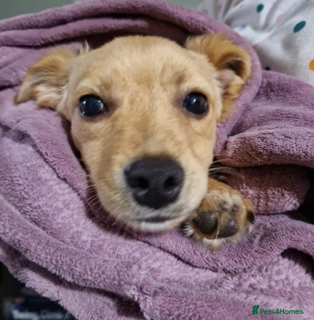 Mixed Breed dogs for adoption: Riele  - Image 3