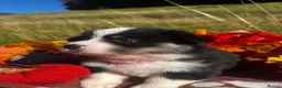 Welsh Corgi Pembroke dogs for sale: Stunning corgi puppies show quality  - Advert 16