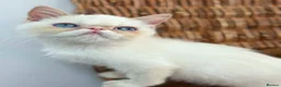 Exotic cats for sale: Stunning exotic kittens high quality m - Advert 6