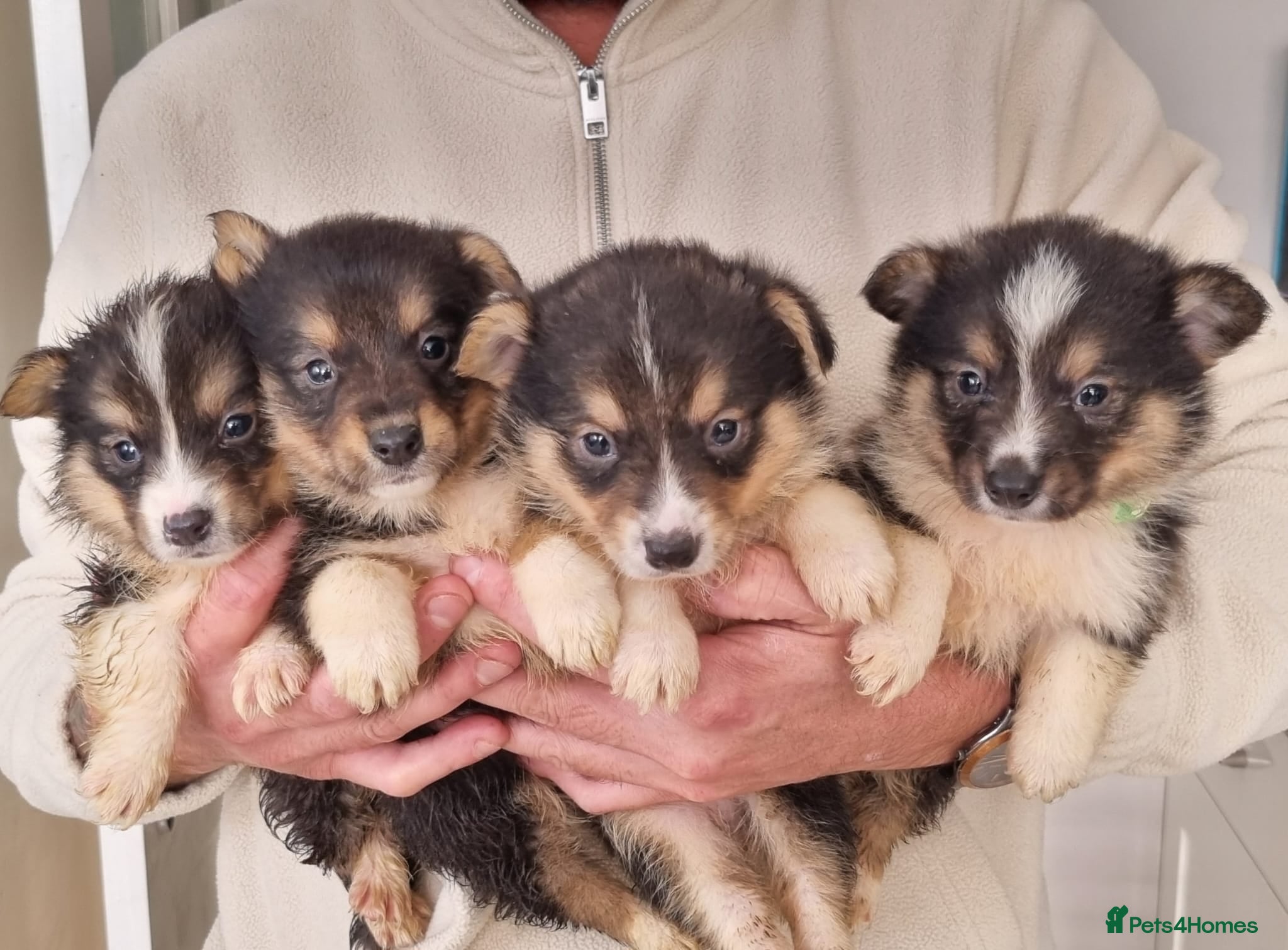Mixed Breed dogs Rare Shorgi puppies! 4 boys left 🩵💙🩵💙 - Advert 1