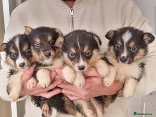 Mixed Breed dogs Rare Shorgi puppies! 4 boys left 🩵💙🩵💙 - Advert 18