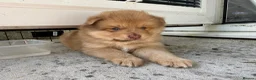 Pomsky dogs for sale: F3 Rare honey merle pomsky ready for a new home  - Advert 11