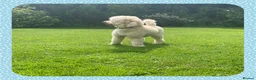Miniature Poodle dogs for stud: KC Apricot Miniature Poodle STUD in Christchurch - Advert 6