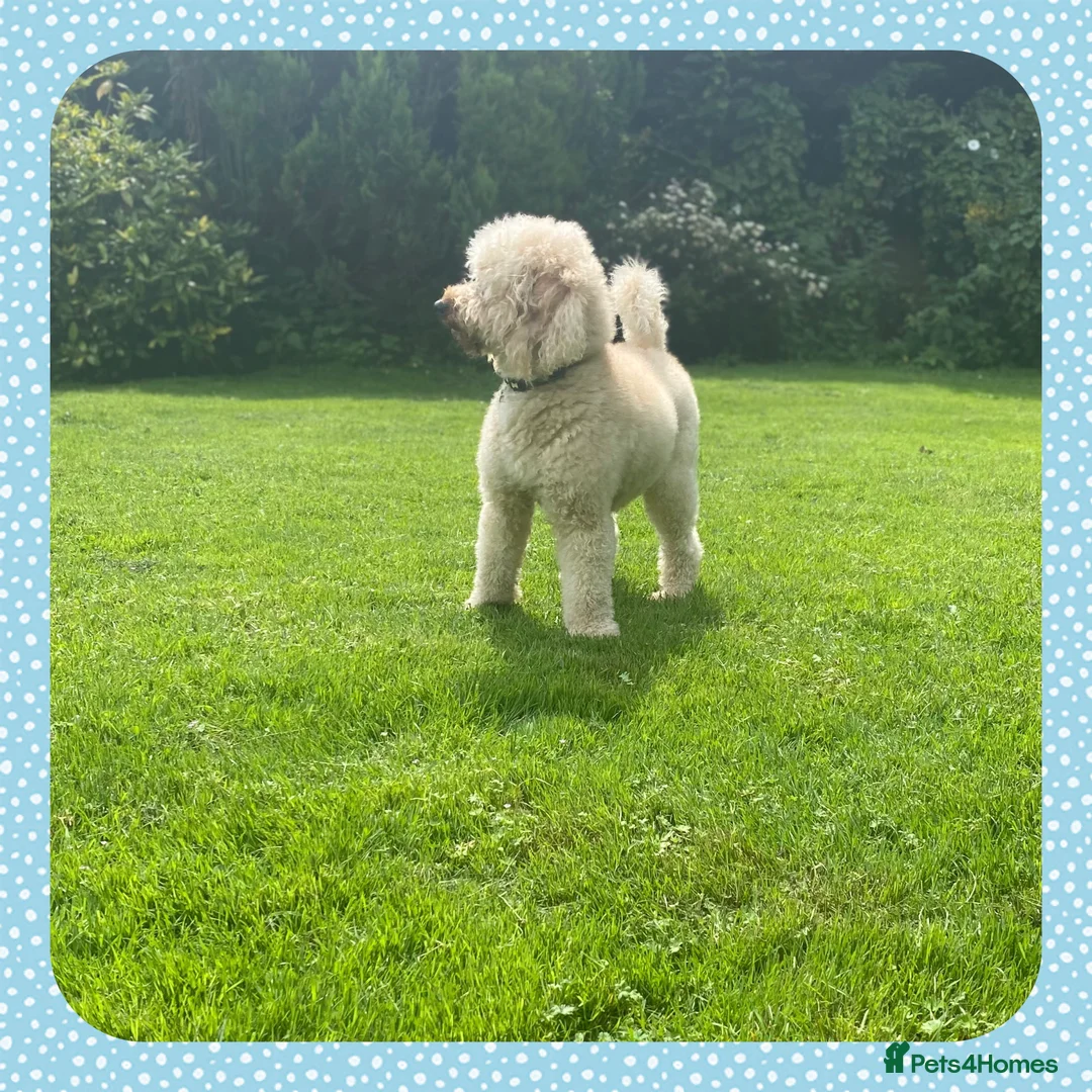 Miniature Poodle dogs for stud: KC Apricot Miniature Poodle STUD in Christchurch - Advert 6