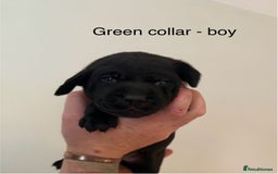 Mixed Breed dogs for sale: Pointer-vizsla-dor puppies - Image 9