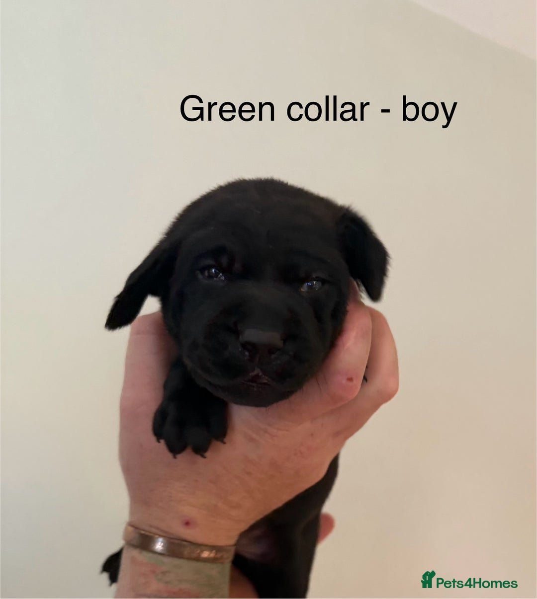 Mixed Breed dogs for sale: Pointer-vizsla-dor puppies - Image 9