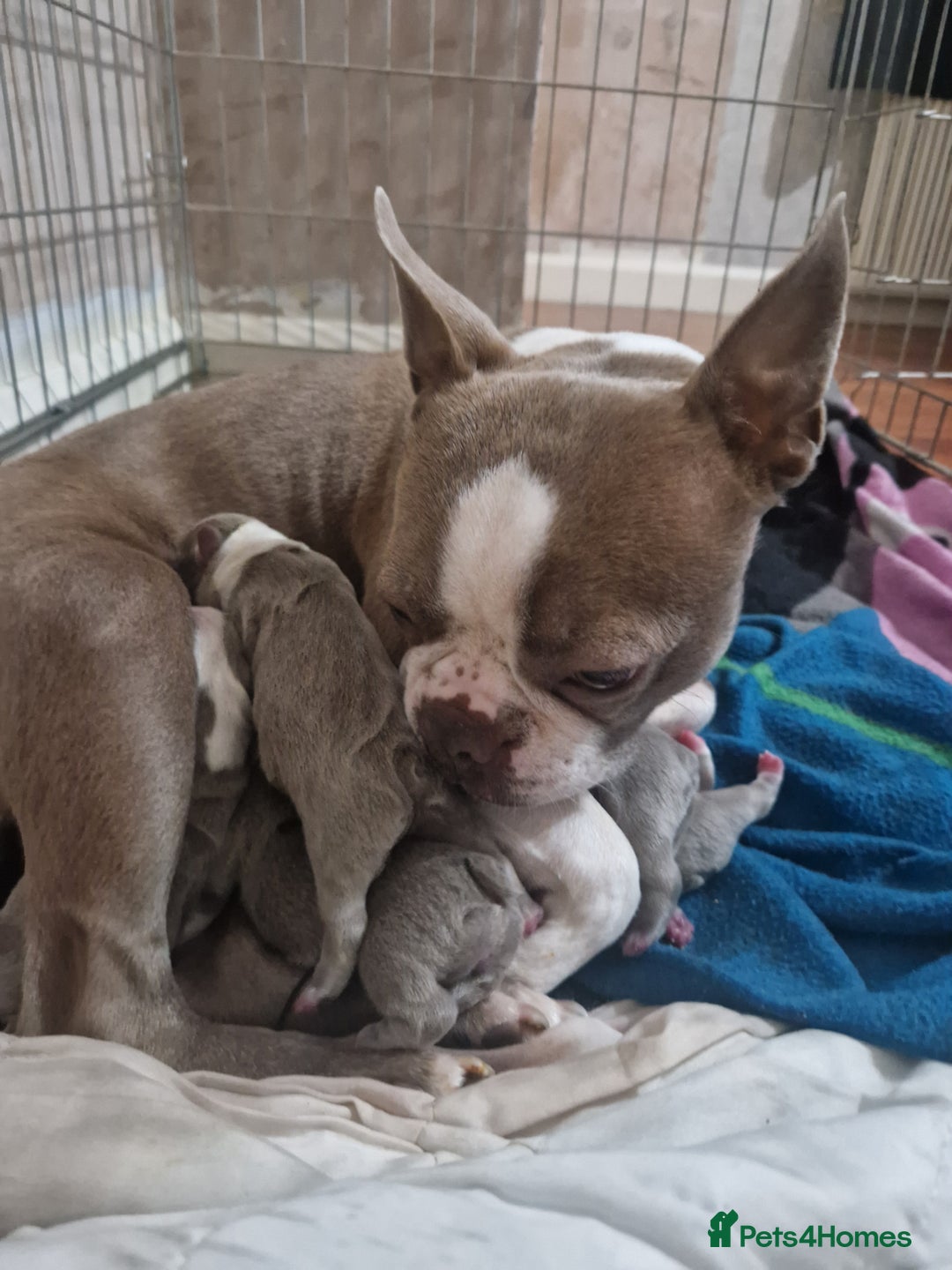 Boston Terrier dogs for sale: Beautiful Boston terrier puppies for sale  - Advert 9