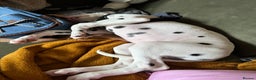 Dalmatian dogs for sale: Dalamatian puppy for sale  - Advert 2