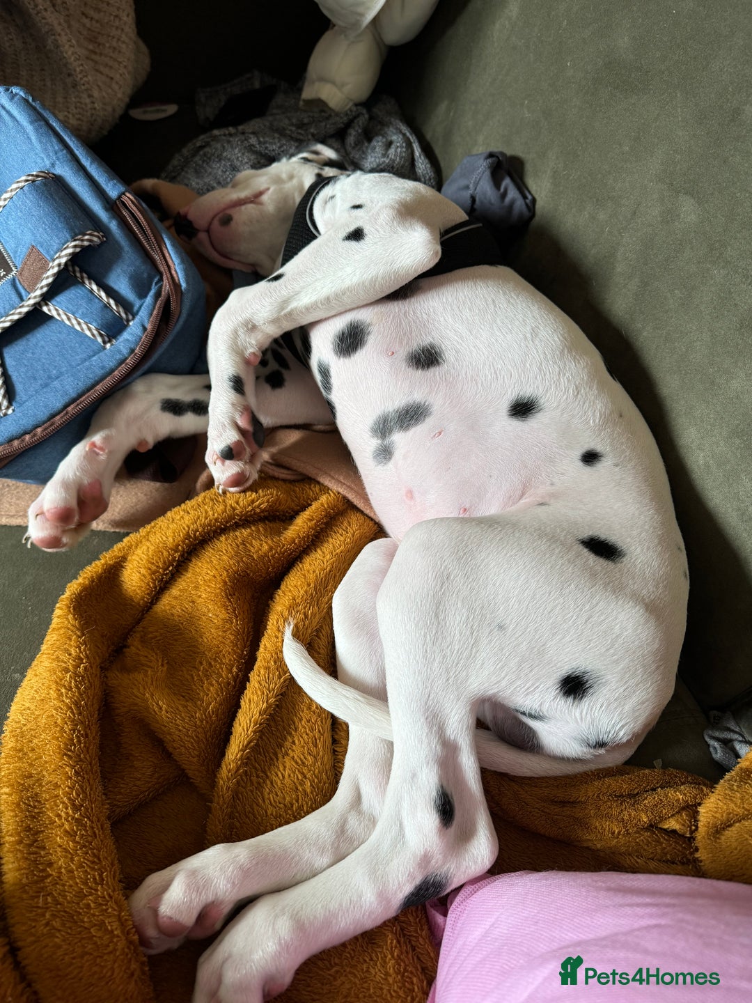 Dalmatian dogs for sale: Dalamatian puppy for sale  - Image 2