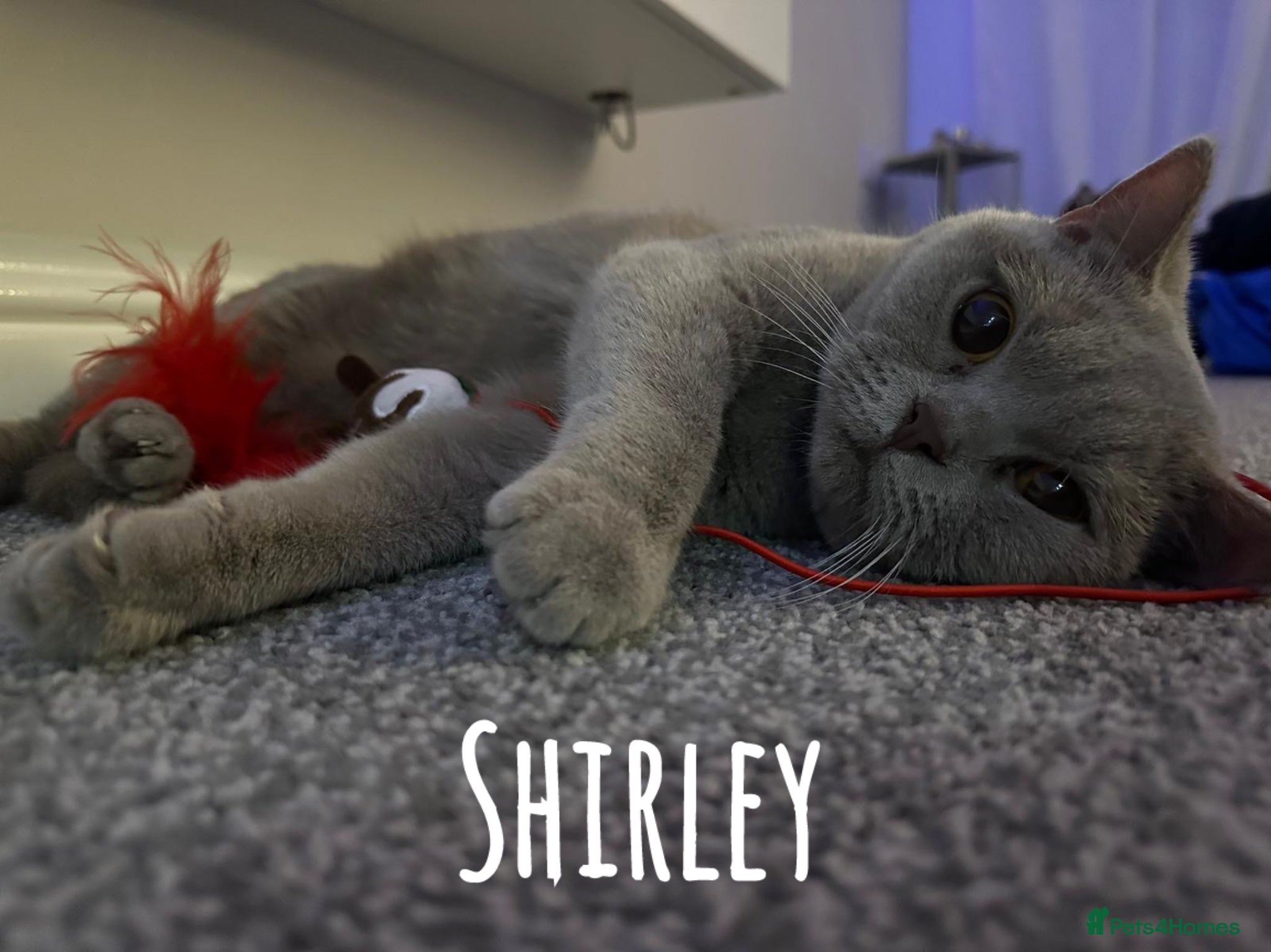 British Shorthair cats BSH FEMALES LOOKING FOR A FOREVER HOME!!!! 🐾😻 - Advert 3