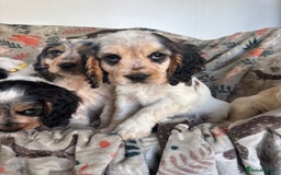 Cocker Spaniel dogs for sale: Show Cocker Spaniel Puppies  - Image 5