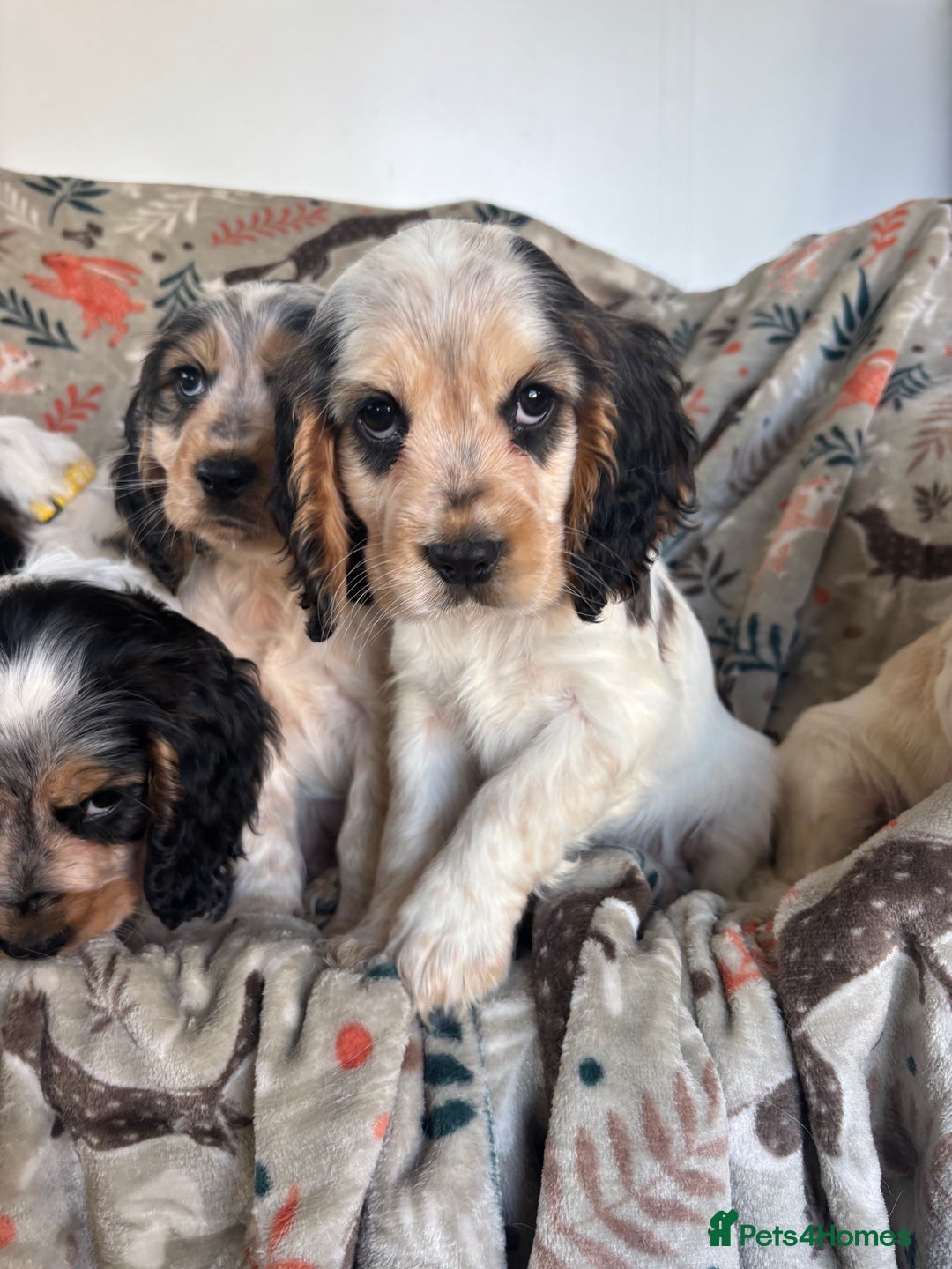 Cocker Spaniel dogs for sale: Show Cocker Spaniel Puppies  - Image 5