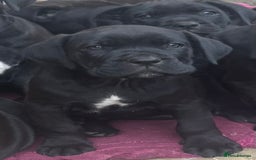 Cane Corso dogs for sale: Cane corso mix bandogge mastiff - Image 2