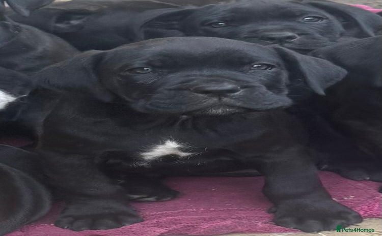 Cane Corso dogs - Advert 10