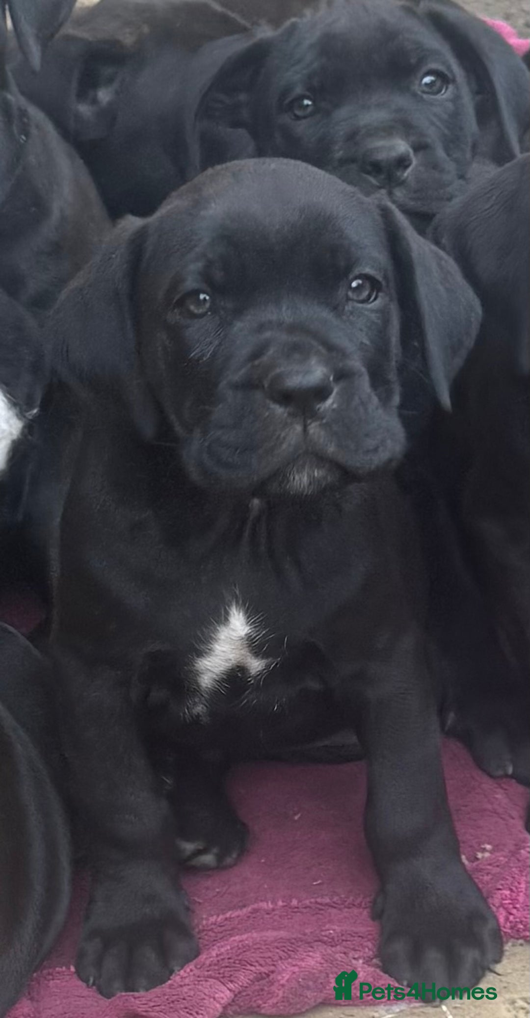 Cane Corso dogs for sale: Cane corso mix bandogge mastiff - Image 2