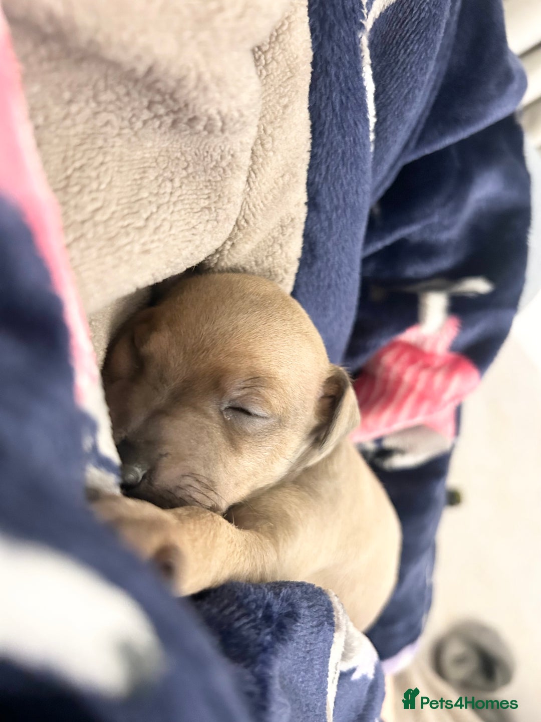 Italian Greyhound dogs for sale: 🐾Exceptional litter of KC Italian Greyhounds 🐾 - Advert 23