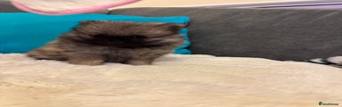 Pomeranian Puppy 1