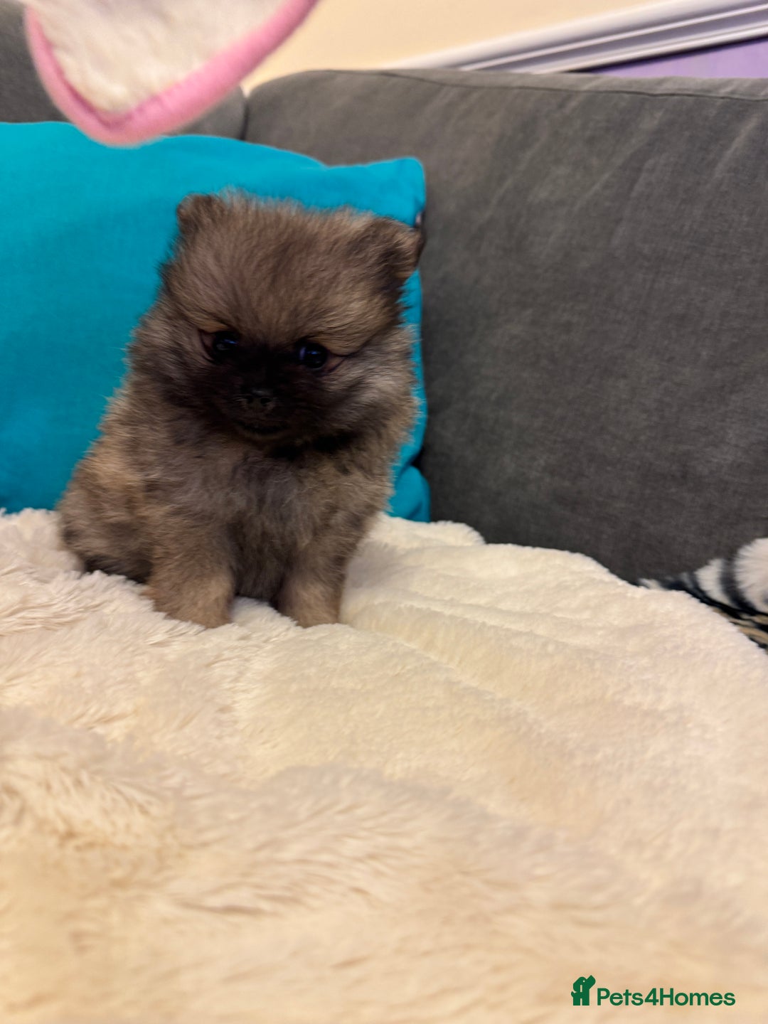 Pomeranian dogs for sale: ❤️Beautiful Pomeranian puppies❤️ - Advert 28