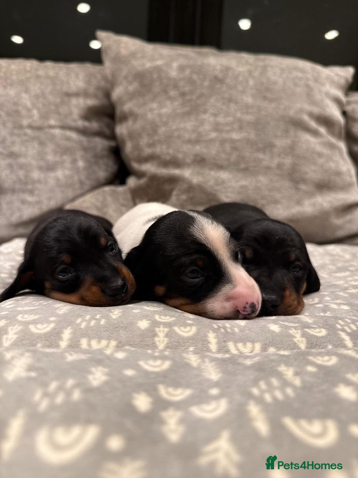 Miniature Dachshund dogs Venus Rocket and Comet 3 piebald dachshunds  - Advert 7