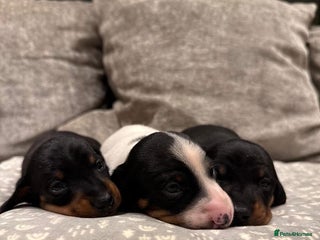 Miniature Dachshund dogs Venus Rocket and Comet 3 piebald dachshunds - Advert 1