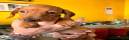 Dachshund dogs for sale: Miniature Smooth Haired Dachshunds  - Advert 7