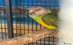 Parrots birds for sale: Senegal breeding pair  - Image 2