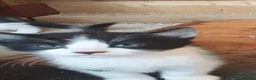 Mixed Breed cats for sale: Black and white male kitten in Llandysul - Advert 3