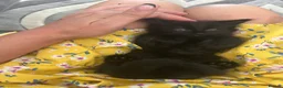 Mixed Breed cats for sale: Black fluffy loving kitten for sale  in Wigan - Advert 4