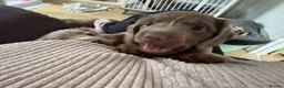 Miniature Dachshund dogs for sale: Long Haired Miniature Dacshund’s Ready To Leave - Advert 11