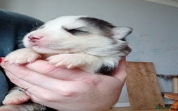 Mixed Breed dogs for sale: Alaskan malamute cross collies puppies  - Image 5