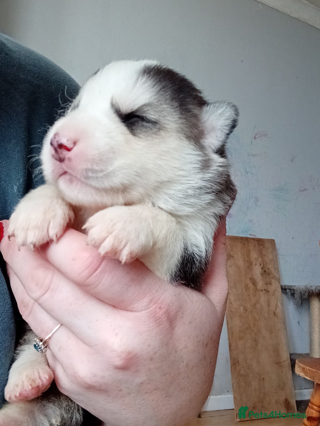 Mixed Breed dogs for sale: Alaskan malamute cross collies puppies  - Image 5