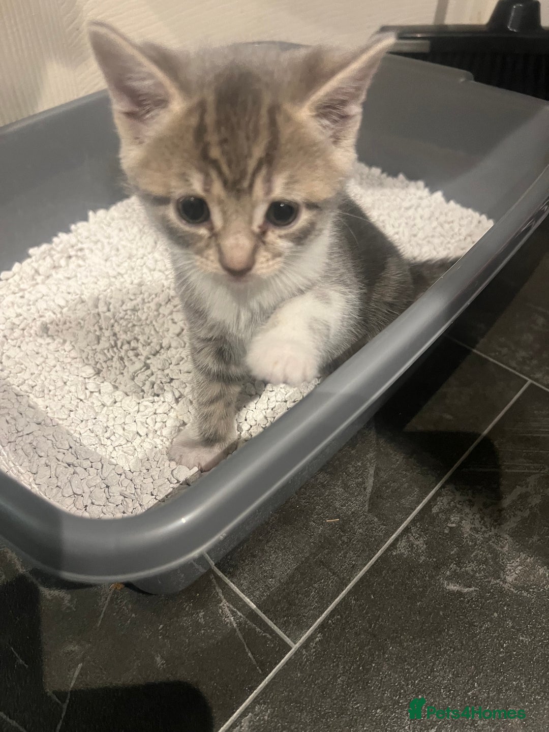 Mixed Breed cats for sale: 3 x female 2 x male kittens  - Image 1