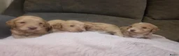 Cockapoo dogs for sale: Beautiful cockerpoo pups in Dorchester - Advert 19